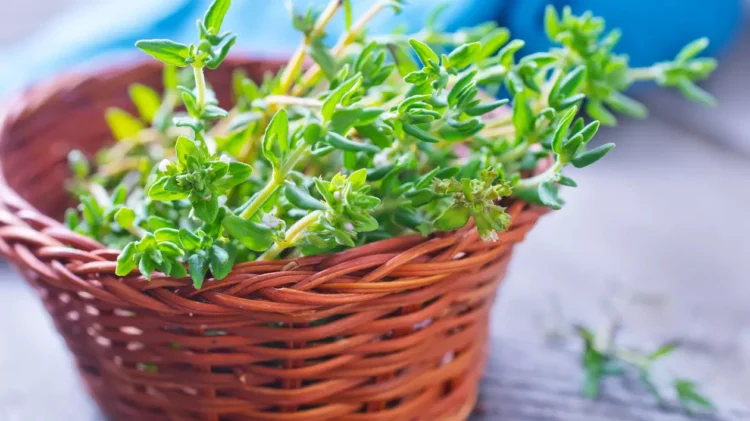 Cimbru – beneficii și întrebuințări. În ce mâncare poți pune cimbru