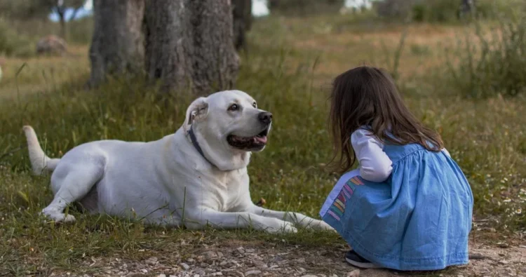 Un nou centru social pentru bătrâni, copii și animale se va deschide în România