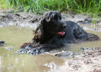 Semnele de insolație la câini și pisici: „Nu vrei să faci o greșeală care ar putea să te coste viața animalului”