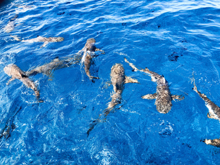 Mai multe plaje din Spania au fost închise din cauza apariției rechinilor în apropiere de țărm