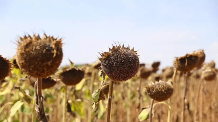 Hoții au recoltat 30 de hectare de floarea soarelui de la o fermă din localitatea Ciochina, județul Ialomița și au fugit cu 70 de tone de recoltă