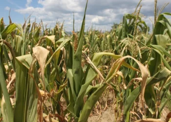 Ce sume se vor acorda în ajutoarele din agricultură pentru secetă? – Financiarul