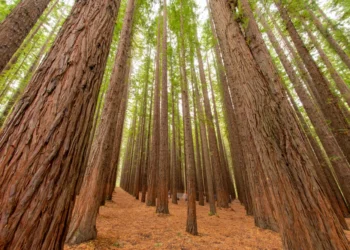 Cea mai înaltă pădure din lume are copaci desprinși din basme