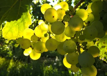 Rusia impune embargo asupra produselor agricole din Republica Moldova Rusia impune embargo asupra produselor agricole din Republica Moldova