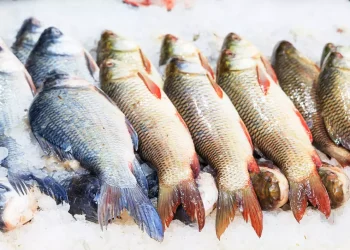 Cât de bun este peștele pentru tine? Cinci motive pentru a mânca pește proaspăt