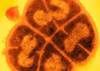 Microbii ar fi putut rezista sute de milioane de ani sub suprafața planetei Marte. Cazul supraviețuitorului „Conan Bacteria”