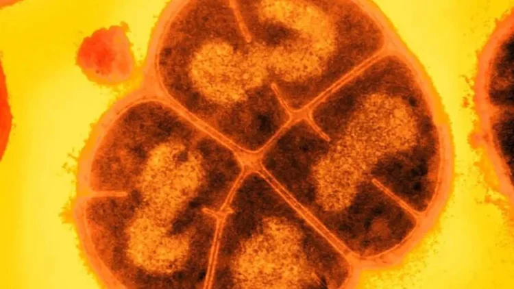 Microbii ar fi putut rezista sute de milioane de ani sub suprafața planetei Marte. Cazul supraviețuitorului „Conan Bacteria” Microbii ar fi putut rezista sute de milioane de ani sub suprafața planetei Marte. Cazul supraviețuitorului „Conan Bacteria”