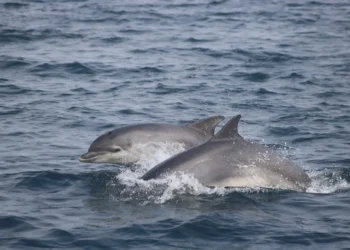 Cum sunt afectați delfinii de industria petrolieră: studiul trist al oamenilor de știință