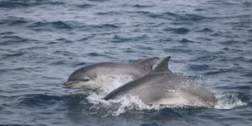 Cum sunt afectați delfinii de industria petrolieră: studiul trist al oamenilor de știință