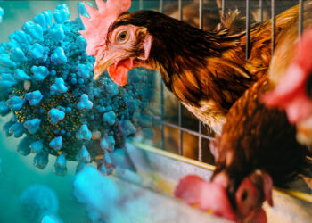 O nouă problemă se agravează în lume: gripa aviară O nouă problemă se agravează în lume: gripa aviară