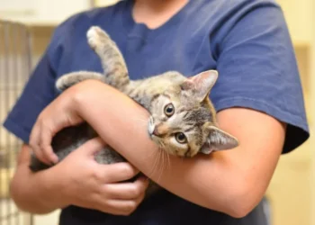 Campanie inedită: o companie aeriană oferă zboruri gratuite pentru cei care adoptă pisici