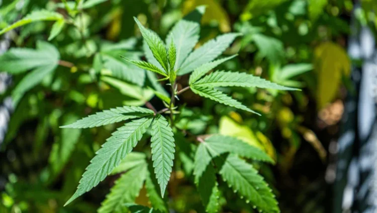 Proiect de lege. Posesia de canabis în cantități mici ar putea fi dezincriminată