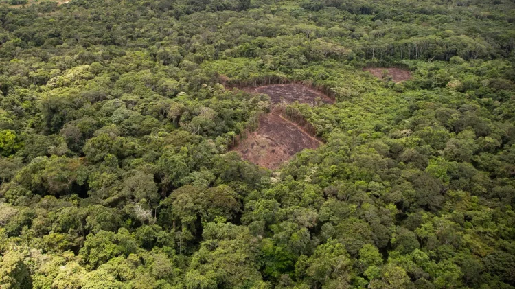 Raport despre modul în care este distrusă jungla tropicală: „Pierdem 11 terenuri de fotbal în fiecare minut”