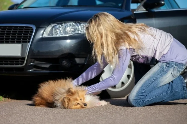 Ce se întâmplă dacă ai lovit un animal cu mașina? Cine poartă responsabilitatea legală în cazul unui accident