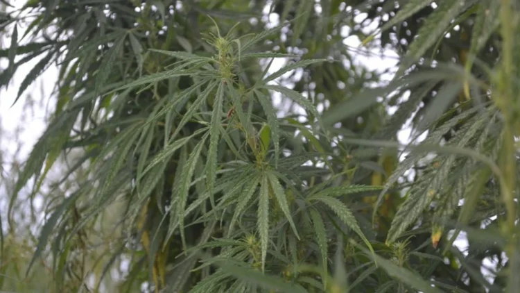 Fermierii români cultivă legal plante psihotrope pe o suprafață de peste 570 de hectare. Producția este de aproximativ 1.400 de tone