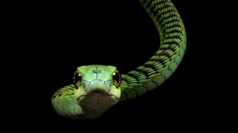 boomslang