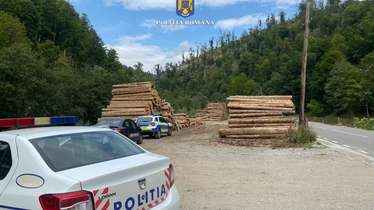 STENOGRAME | Cum a complotat mafia lemnului din Apuseni să elimine doi polițiști incomozi. Afacerist: „Cu inspectoru’ șef îs prieten de 25 de ani!”