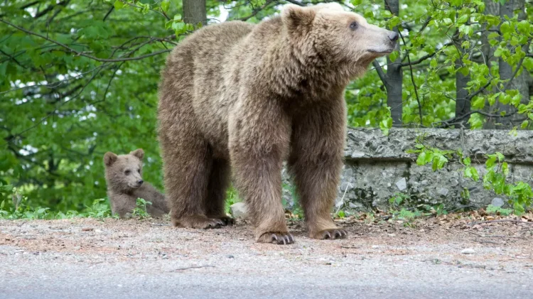 Motivele pentru care urșii și-au schimbat radical comportamentul, preferând orașele în locul pădurilor. Experții cer recoltarea masculilor dominanți. STUDIU