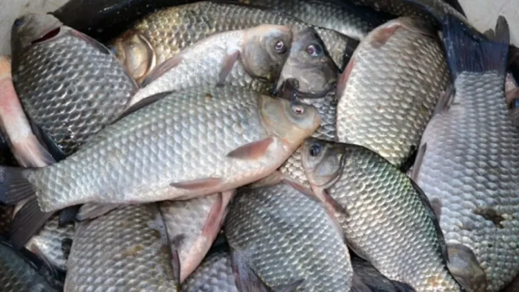 Paul Anghel (ANPC): Atenție la cumpărarea peștelui și produselor din pește