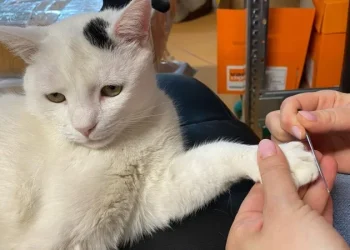 Ucigașul lui Pietricel, lăsat liber de procuror