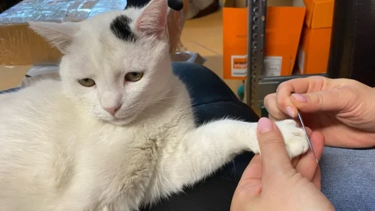 Ucigașul lui Pietricel, lăsat liber de procuror