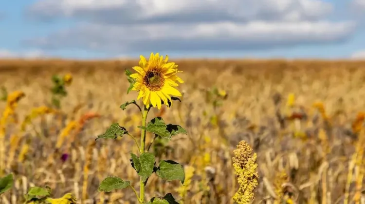 Cum va fi vremea în următoarele 4 săptămâni, în România. Meteorologii anunță că vara se prelungește, vor exista chiar și zile caniculare