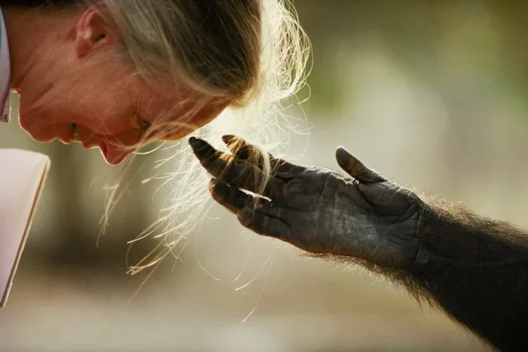 A murit Jane Goodall, cercetătoarea care a schimbat pentru totdeauna felul în care înțelegem animalele