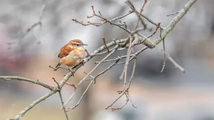 Cum va fi vremea între Crăciun și Revelion. ANM a actualizat prognoza meteo până spre sfârșitul lunii decembrie 2025