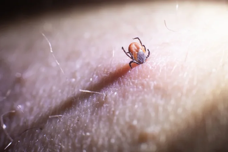Boala Lyme: barbati vs femei – cine sufera mai mult?